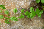 Opinekruarvi / Stellaria media L. Vill.