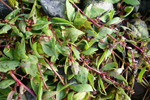 Fjørurímbløðka / Atriplex glabriuscula