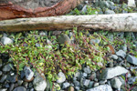 Fjørurímbløðka / Atriplex glabriuscula