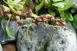 Fjørurímbløðka / Atriplex glabriuscula