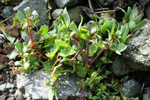 Fjørurímbløðka / Atriplex glabriuscula