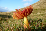 Hygrocype cantarellus