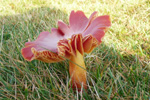 Hygrocype cantarellus
