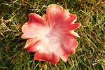 Hygrocype cantarellus