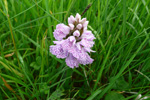 Tjaldursbørkubóndi / Dactylorhiza maculata (L.) Soó)