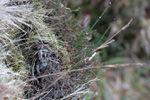 Vetrarbjølluvísa / Equisetum hyemale L.