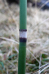 Vetrarbjølluvísa / Equisetum hyemale L.