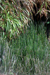 Vetrarbjølluvísa / Equisetum hyemale L.