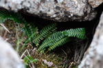 Ekstur blóðkampur / Blechnum spicant (L.) Roth)