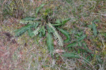 Ekstur blóðkampur / Blechnum spicant (L.) Roth)