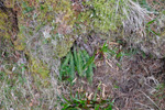 Ekstur blóðkampur / Blechnum spicant (L.) Roth)