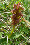 Grønlig barnarót / Grønligt hjúnagras / Coeloglossum viride (L.) Hartm. Sandoy.