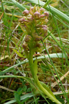 Grønlig barnarót / Grønligt hjúnagras / Coeloglossum viride (L.) Hartm. Sandoy.