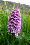 Tjaldursbørkubóndi / Dactylorhiza maculata (L.) Soó)