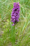 Reyður børkubóndi / Dactylorhiza majalis subsp. purpurella (T. Stephenson & T. A. Stephenson) D. M. Moore & Soó