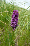 Reyður børkubóndi / Dactylorhiza majalis subsp. purpurella (T. Stephenson & T. A. Stephenson) D. M. Moore & Soó