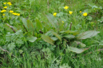 Kubbut hømilia / Rumex obtusifolius L.