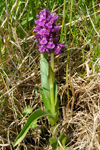 Reyður børkubóndi / Dactylorhiza majalis subsp. purpurella (T. Stephenson & T. A. Stephenson) D. M. Moore & Soó