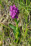 Reyður børkubóndi / Dactylorhiza majalis subsp. purpurella (T. Stephenson & T. A. Stephenson) D. M. Moore & Soó