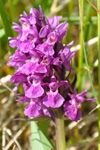 Reyður børkubóndi / Dactylorhiza majalis subsp. purpurella (T. Stephenson & T. A. Stephenson) D. M. Moore & Soó