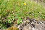 Smyrilsurt / Hieracium