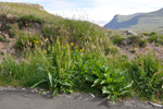 Stórrukkut hømilia / Rumex longifolius L.