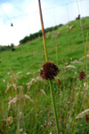 Stórveikasev / Juncus effusus L.