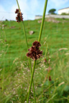 Stórveikasev / Juncus effusus L.