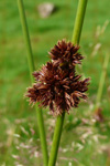 Stórveikasev / Juncus effusus L.