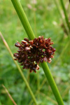 Stórveikasev / Juncus effusus L.