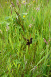 Borðsev / Juncus squarrosus L.