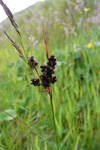 Borðsev / Juncus squarrosus L.