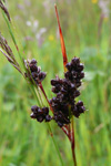 Borðsev / Juncus squarrosus L.