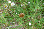 Stórveikasev / Juncus effusus L.