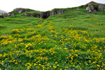 Mýrisólja / Caltha palustris L.