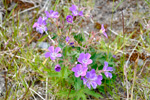 Litingarsortugras / Geranium sylvaticum. Eiði 04.07.2009.