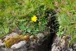 Smyrilsurt Hieracium