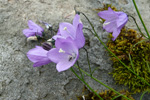 Bláklokka / Campanula rotundifolia L., Eysturoy.