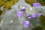 Bláklokka / Campanula rotundifolia L., Eysturoy.