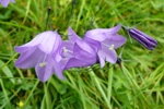 Bláklokka / Campanula rotundifolia L., Eysturoy.