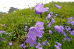 Blklokka / Campanula rotundifolia