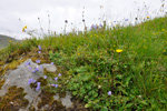 Bláklokka / Campanula rotundifolia L., Eysturoy.