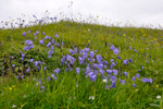 Bláklokka / Campanula rotundifolia L., Eysturoy.