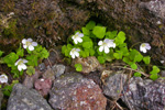 Skarðssýrusmæra / Oxalis acetosella L.