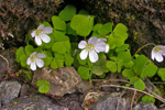 Skarðssýrusmæra / Oxalis acetosella L.