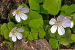 Skarðssýrusmæra / Oxalis acetosella L.