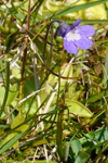 Vanligt undirløgugras / Pinguicula vulgaris