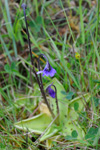 Vanligt undirløgugras / Pinguicula vulgaris