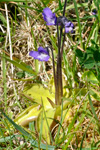 Vanligt undirløgugras / Pinguicula vulgaris