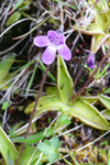 Vanligt undirløgugras / Pinguicula vulgaris